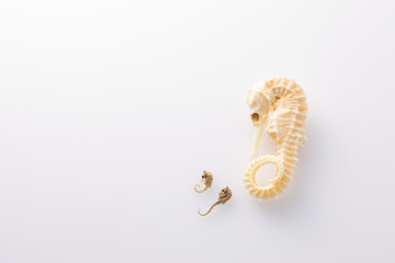 タツノオトシゴ