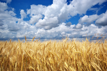 Meadow of wheat.