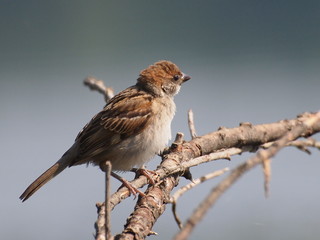 Sparrow on branch