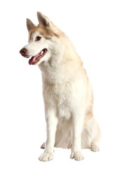 Husky Dog Portrait