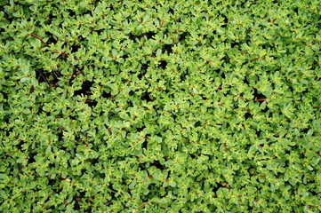tapis de pourpier