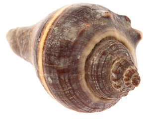 conch