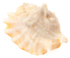 conch