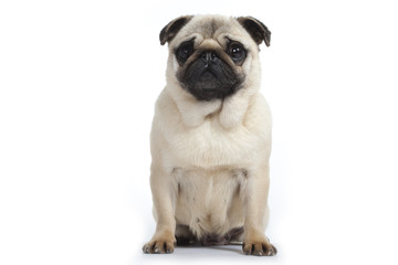 carlin assis de face sur fond blanc