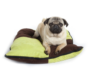 carlin sur son tapis - pug on the carpet