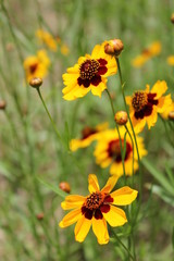 黄色いデイジー