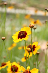 黄色いデイジー