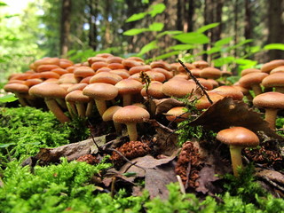 Stockschwämmchen