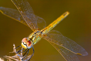 Dragonfly ( sympetrum sp )