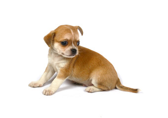 small chihuahua puppy