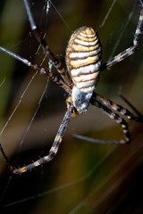 Spider, Argiope bruennichi