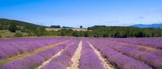 Gordijnen albion plateau en zijn lavendelvelden © asaflow