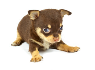 small chihuahua puppy