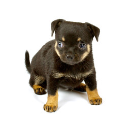 small chihuahua puppy