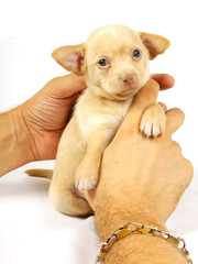 small chihuahua puppy
