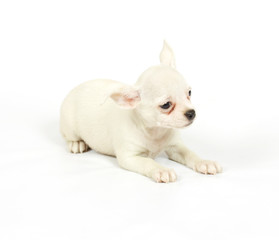 small chihuahua puppy