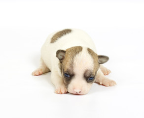 small chihuahua puppy