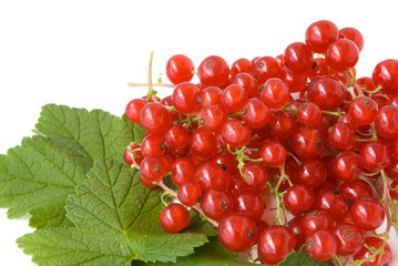 redcurrant