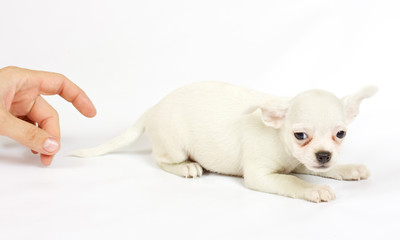 small chihuahua puppy