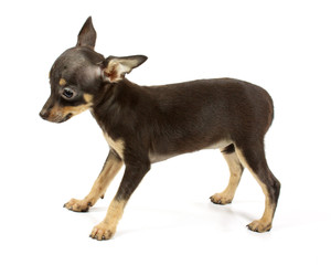 small chihuahua puppy