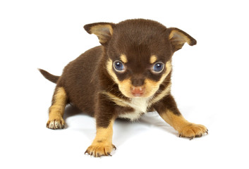small chihuahua puppy