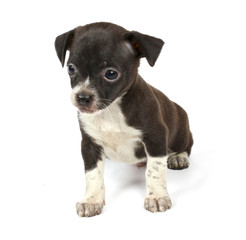 small chihuahua puppy