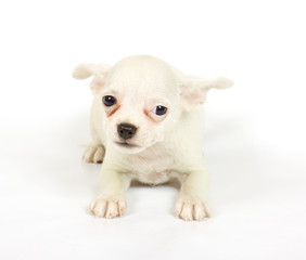 Obraz premium small chihuahua puppy