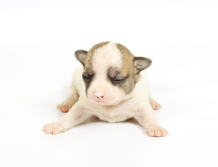 small chihuahua puppy
