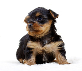 Puppy yorkshire terrier on the white background