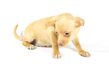 small chihuahua puppy