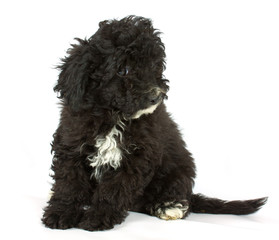 Colour lap-dog in studio