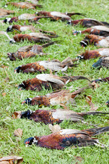 excludes of caught pheasants