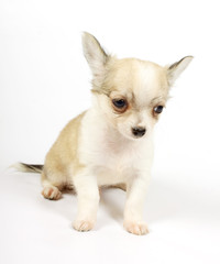 small chihuahua puppy