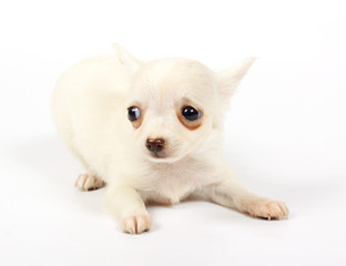 small chihuahua puppy