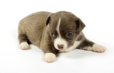 small chihuahua puppy