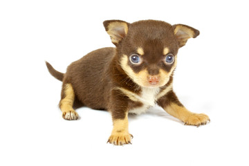 small chihuahua puppy