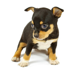 small chihuahua puppy