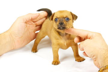 small chihuahua puppy