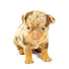 small chihuahua puppy