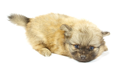 small chihuahua puppy