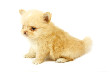 Obraz premium small chihuahua puppy