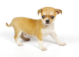 small chihuahua puppy