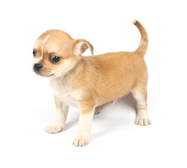 small chihuahua puppy