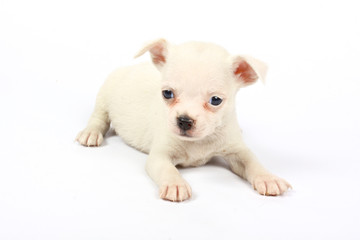 small chihuahua puppy
