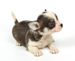 small chihuahua puppy