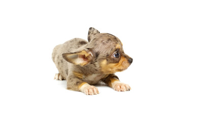 Chihuahua small puppy