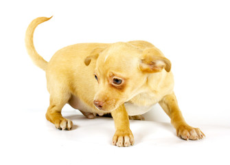 Obraz premium small chihuahua puppy