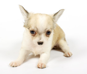 small chihuahua puppy