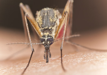 Mosquito sucking blood, extreme close up