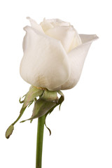 White rose flower close-up isolated